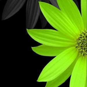 Meet your Posher, Kris